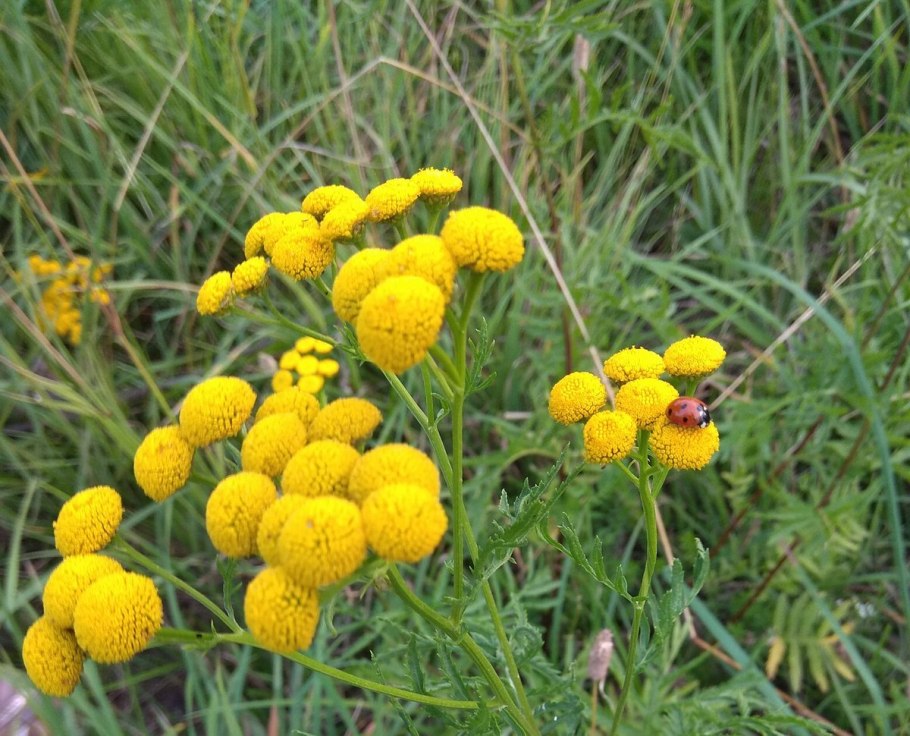 Желтые цветы пижма