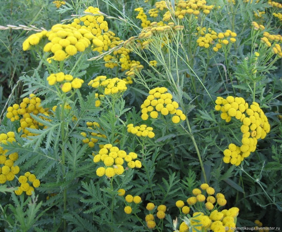 Пижма соцветие