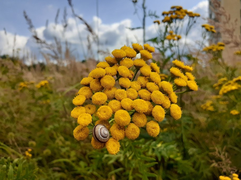 Пижма обыкновенная (Tanacetum vulgare l.)