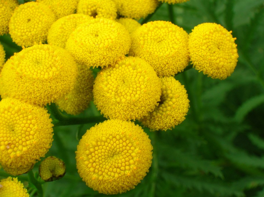 Пижма обыкновенная (Tanacetum vulgare l.)
