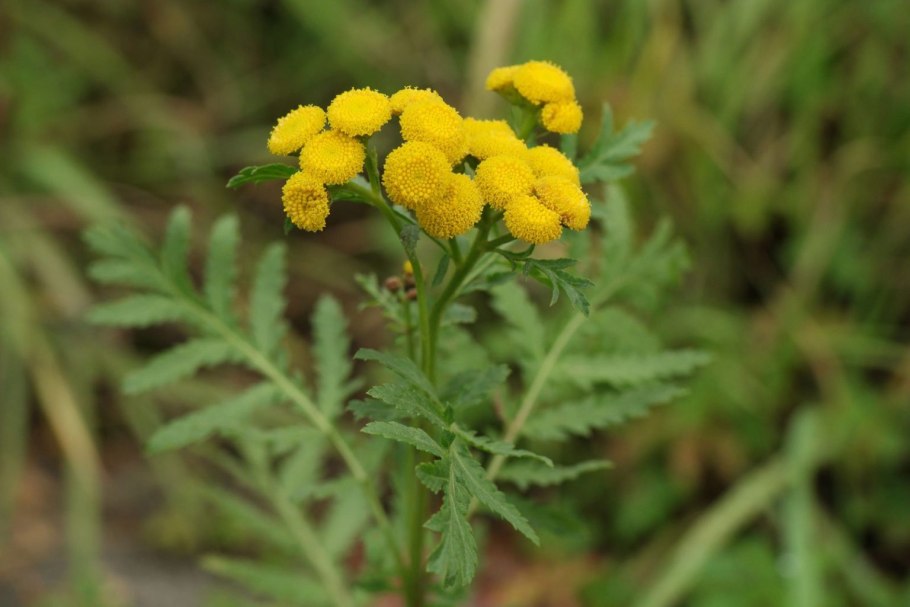 Пижма обыкновенная (Tanacetum vulgare)