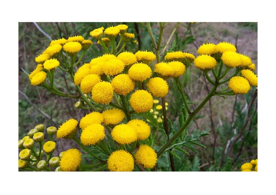 Как выглядит цветок пижма