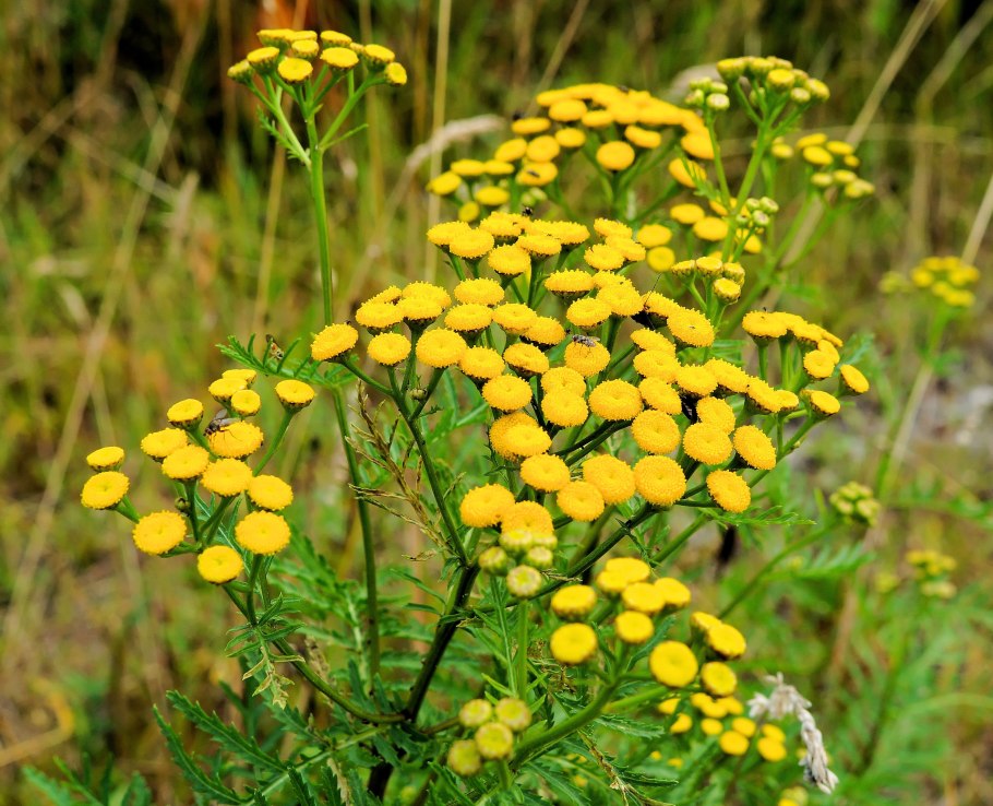 Пижма обыкновенная (Tanacetum vulgare)