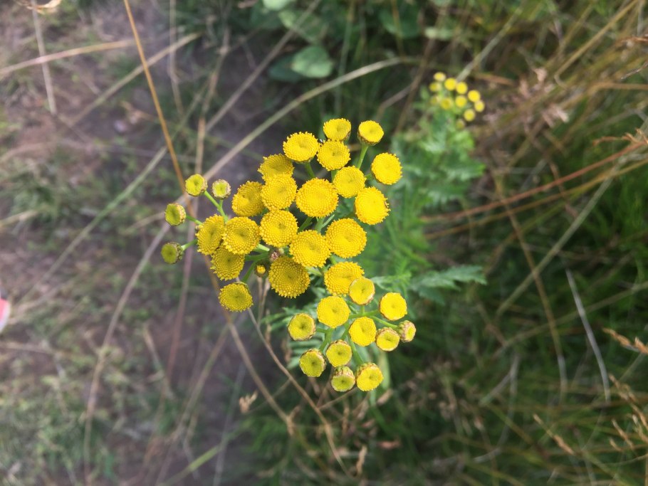 Пижма обыкновенная Полынь