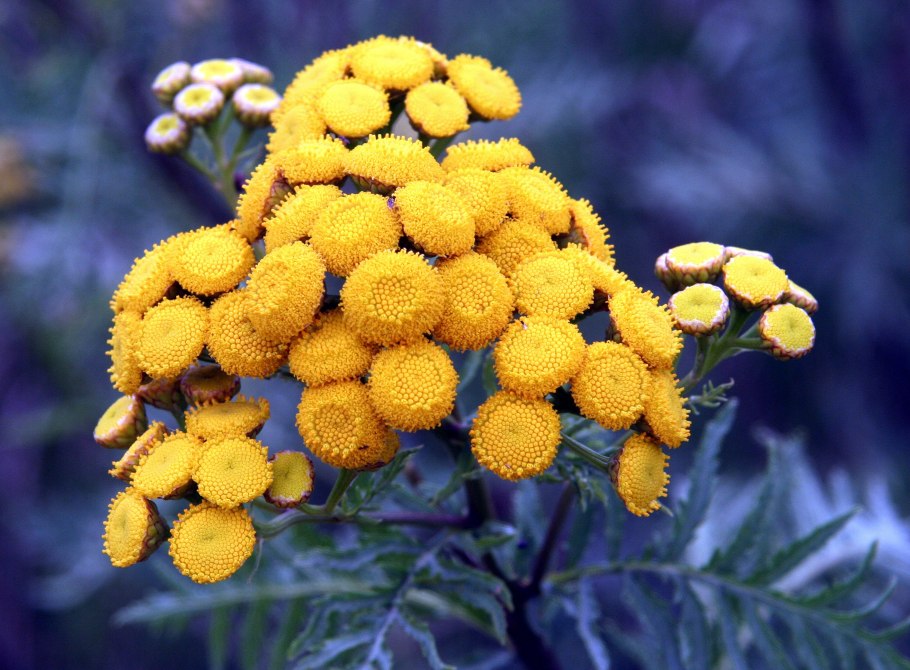 Пижма обыкновенная (Tanacetum vulgare l.)