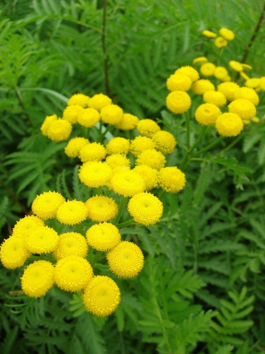 Пижма обыкновенная (Tanacetum vulgare)