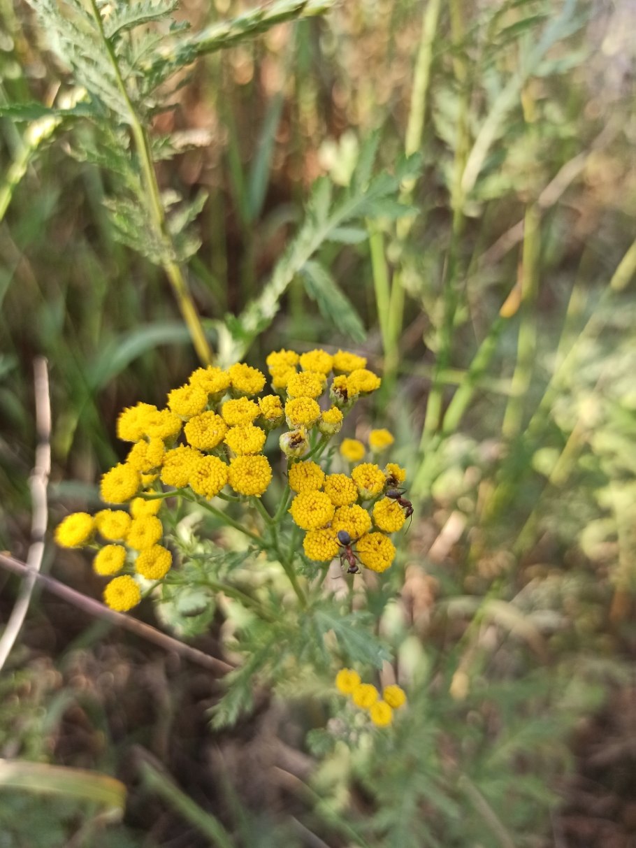 Пижма гуронская Канада