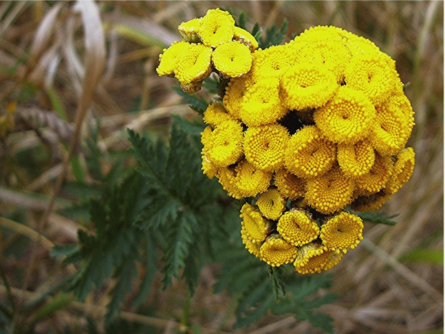 Пижма Хараджана