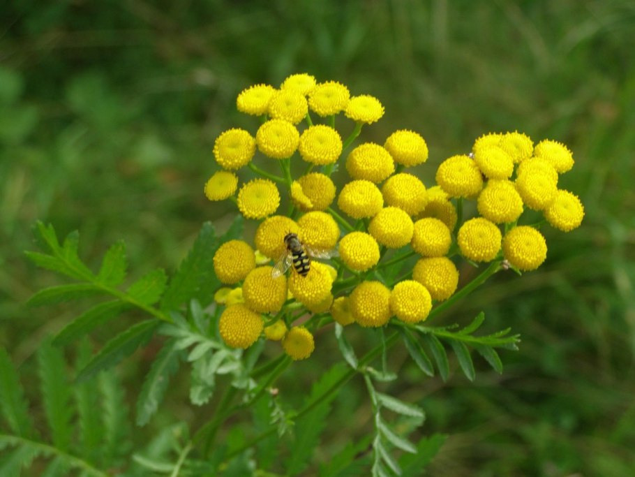 Пижма обыкновенная (Tanacetum vulgare)