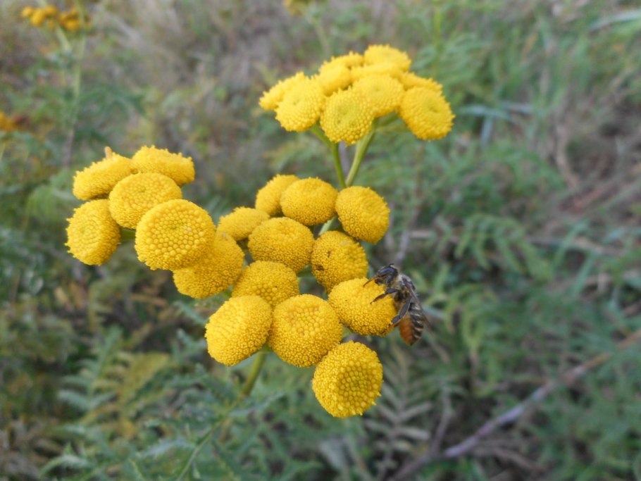 Пижма обыкновенная tanacetum vulgare