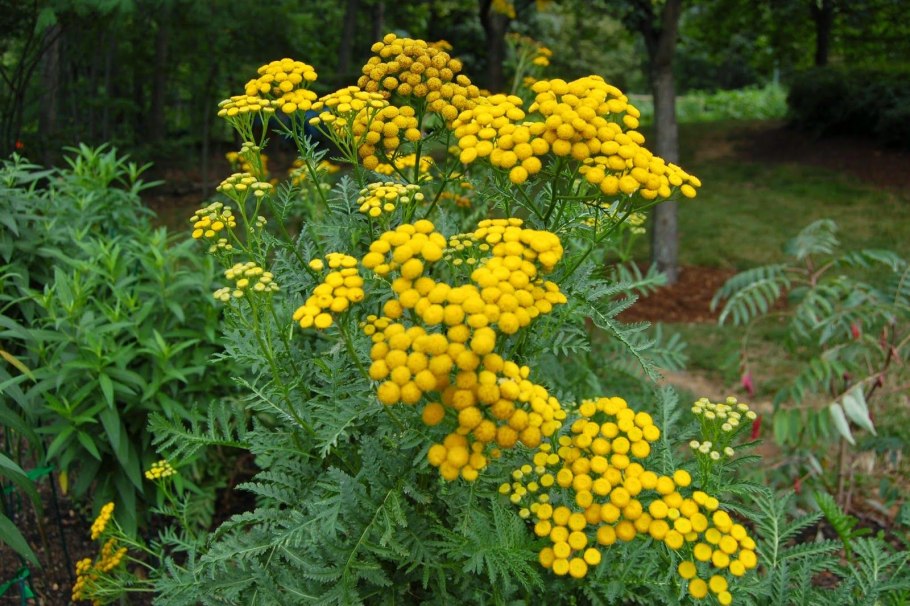 Ромашник пижма