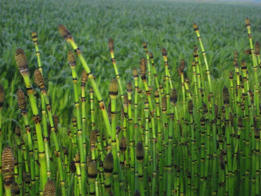 Хвощ зимующий Equisetum hyemale