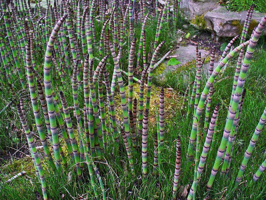 Хвощ зимующий(Equisetum hyemale l.)
