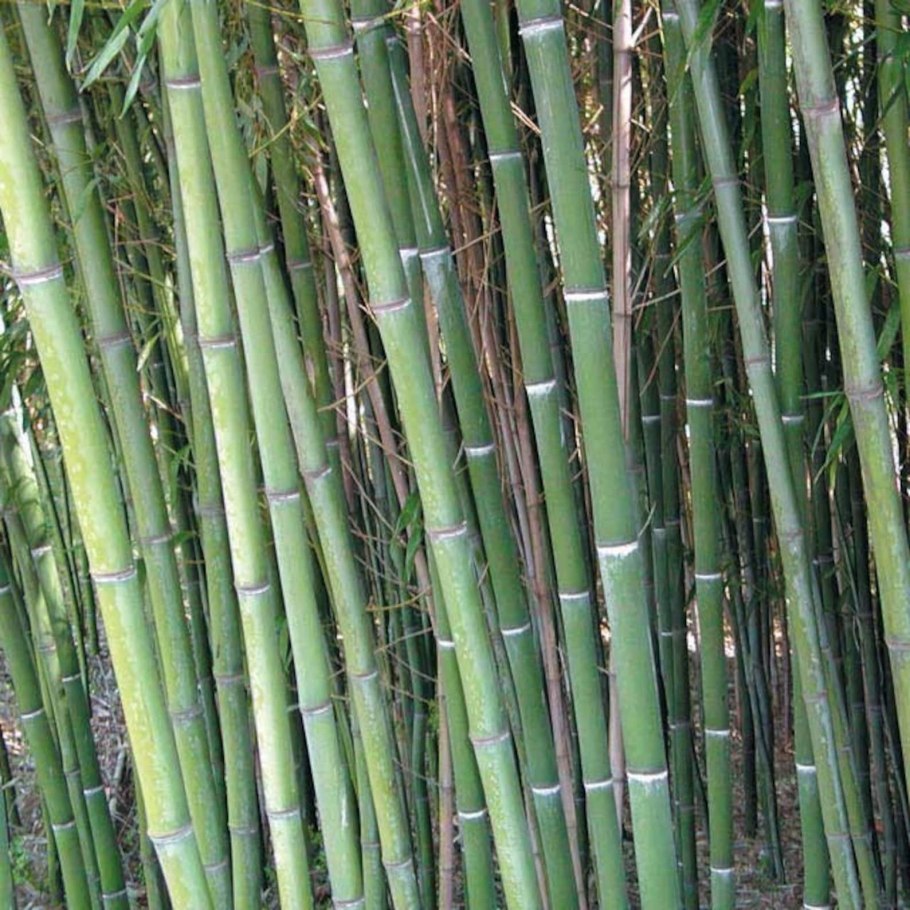 Rare Fresh java Black Bamboo Seeds Gigantochloa artroviolacea