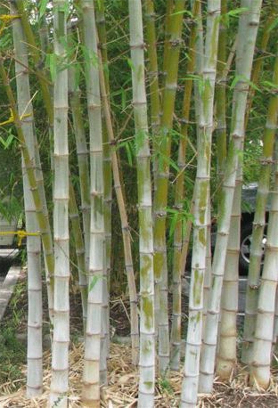 Dendrocalamus strictus, Solid Bamboo семена