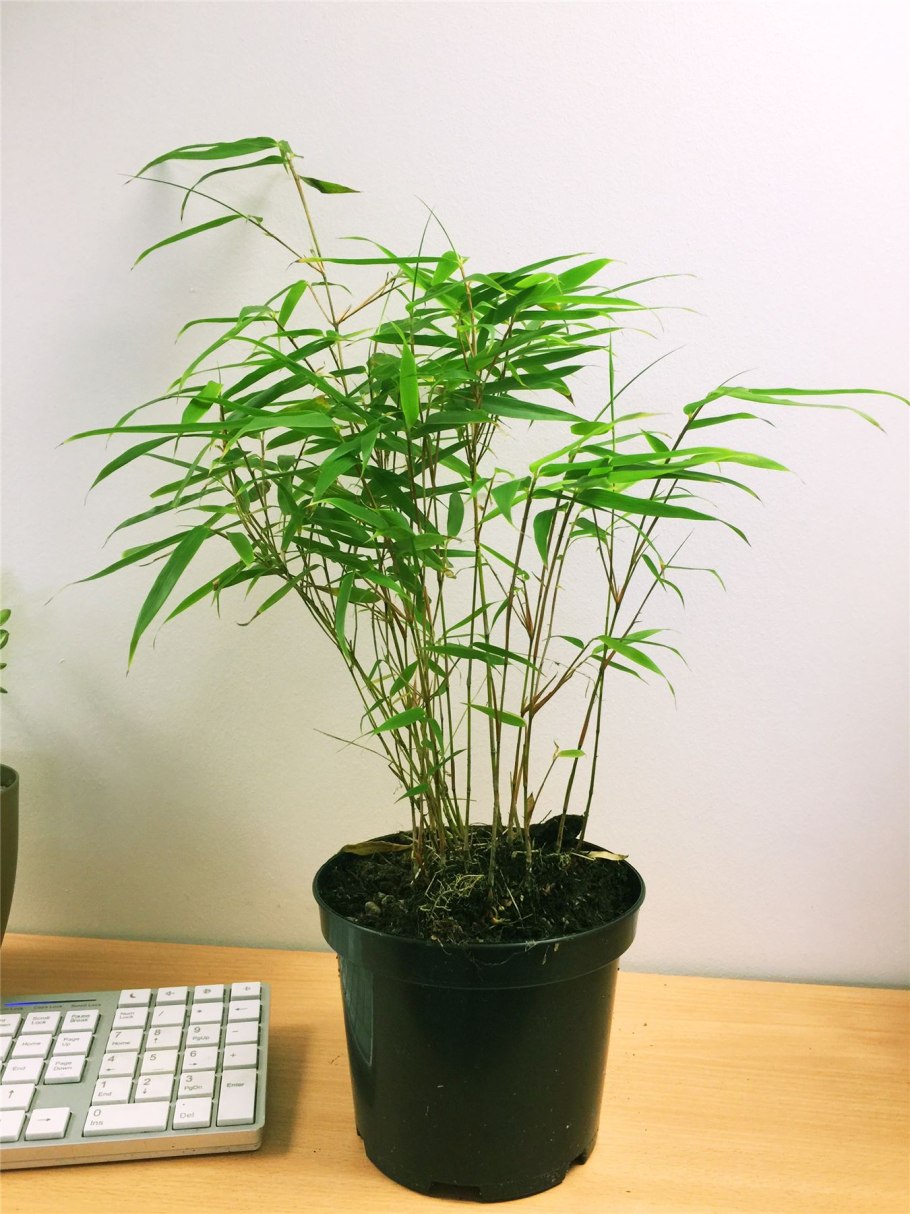 Dendrocalamus strictus (male Bamboo Solid, бамбук)