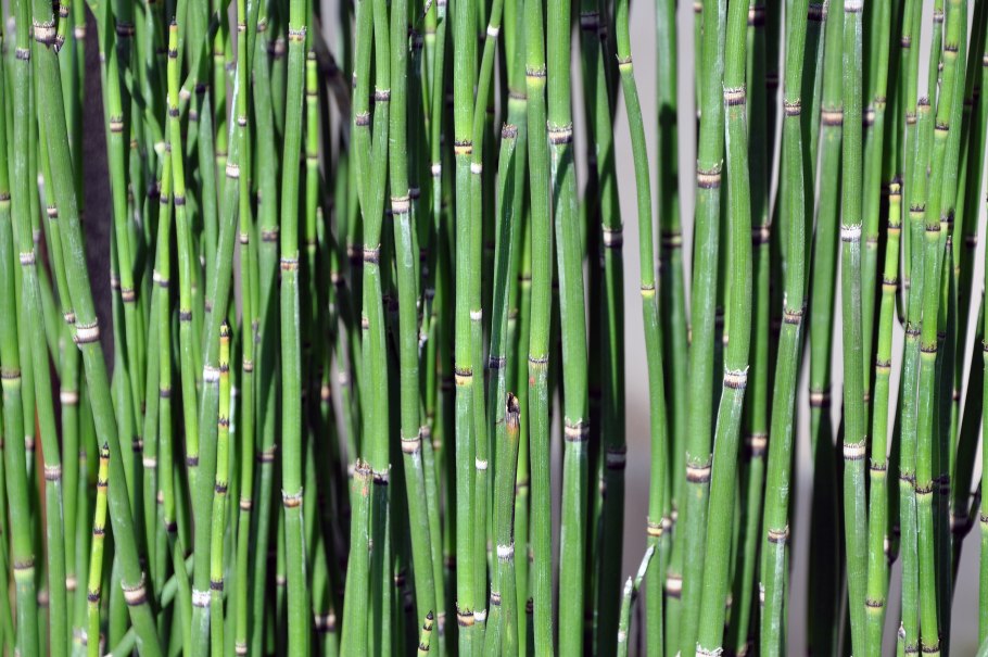 Хвощ зимующий Equisetum hyemale