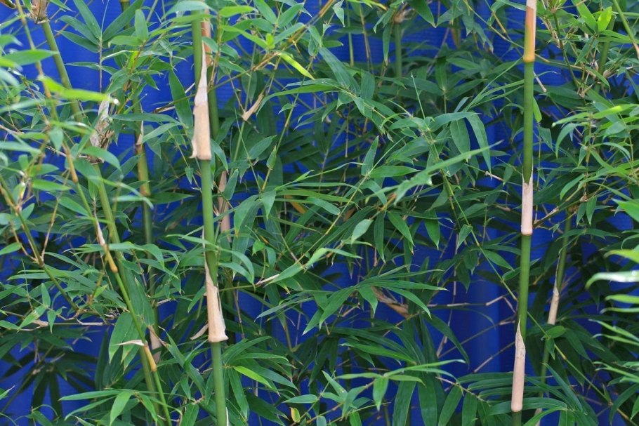 Bamboo is one of the fastest-growing Plants on the Earth ответы