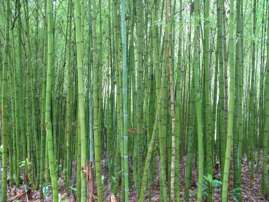 Sugar Cane 305