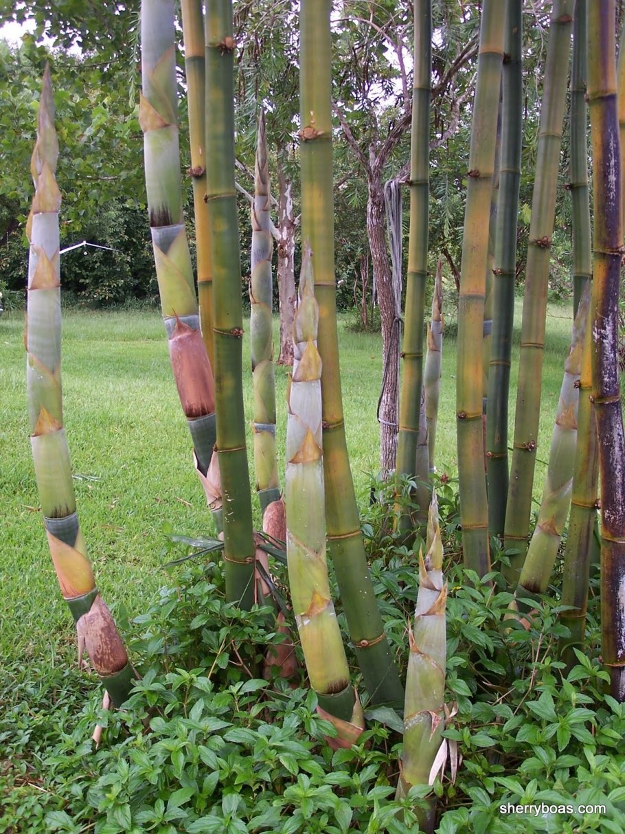 Бамбука (bambusa Phyllostachys Aurea