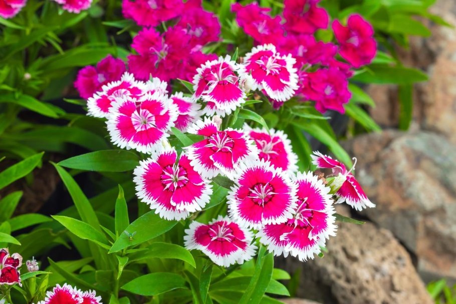 Гвоздика (Dianthus chinensis) Coronet