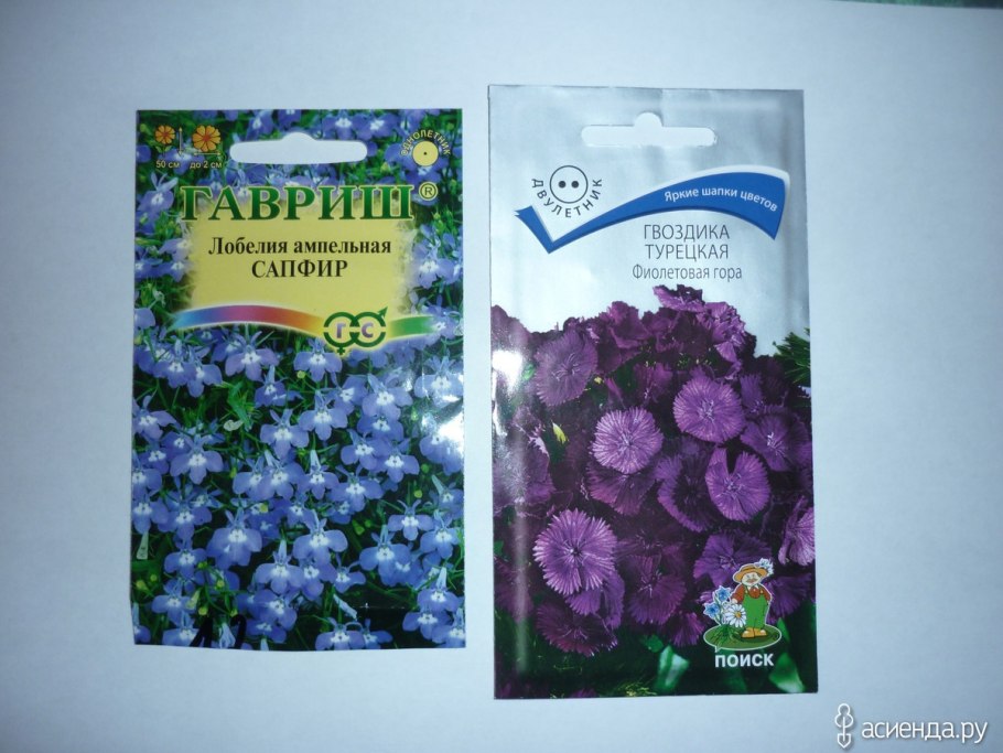 Гвоздика ампельная многолетняя