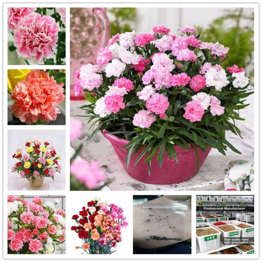 Комнатная гвоздика Диантус