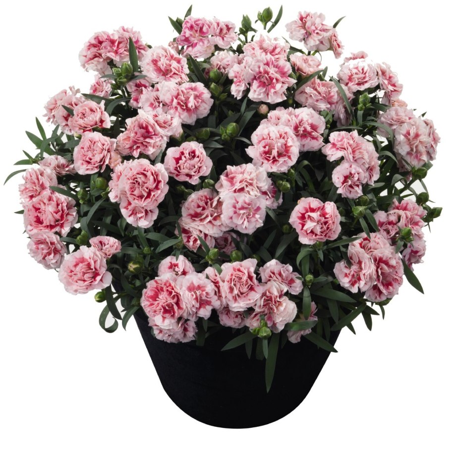 Гвоздика Санфлор Меган