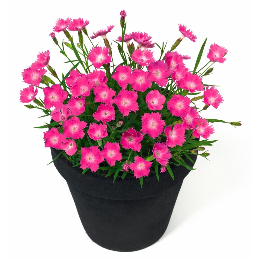 Гвоздика Альпийская Кахори