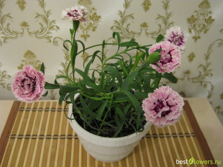 Комнатная гвоздика Диантус