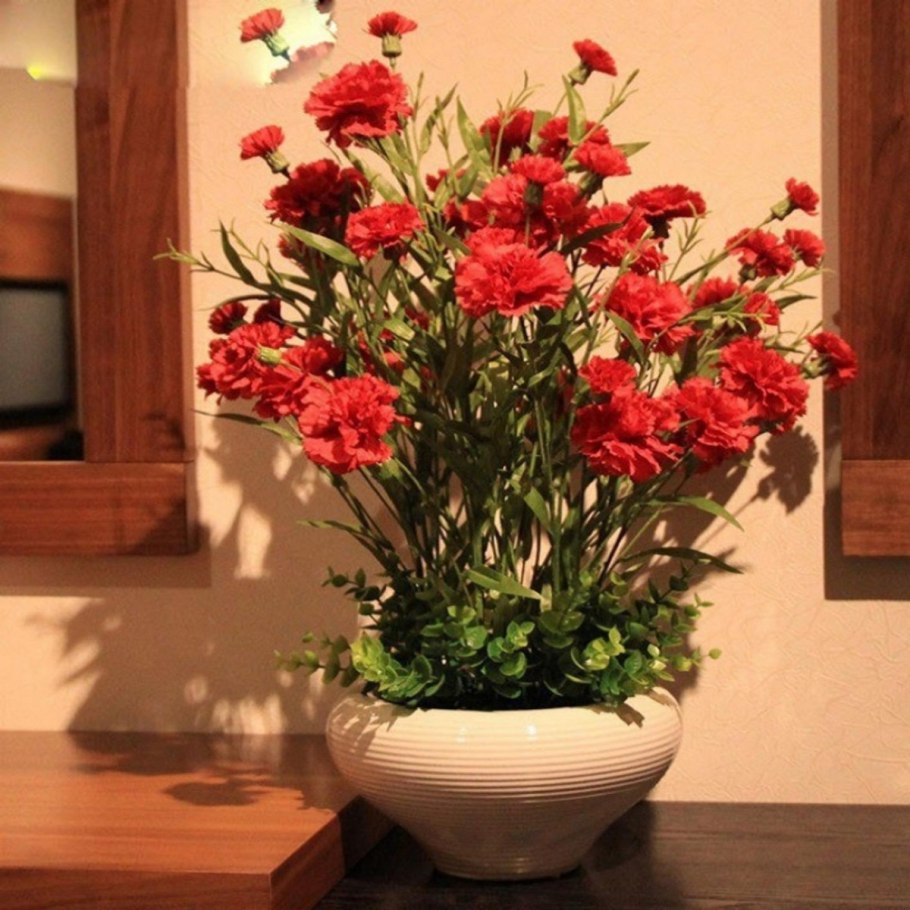 Гвоздика Шабо комнатная