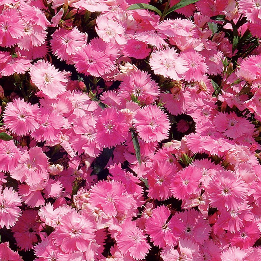 Гвоздика турецкая «Холборн Глори»