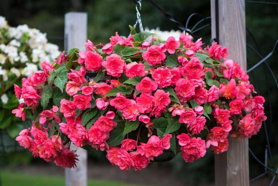 Бегония Иллюминейшн розовая