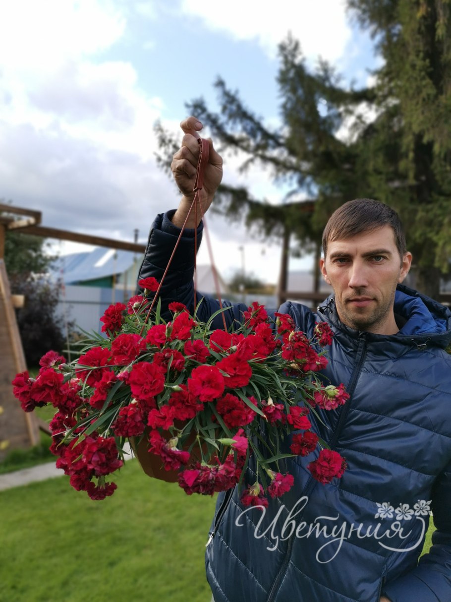 Гвоздика ампельная вегетативная