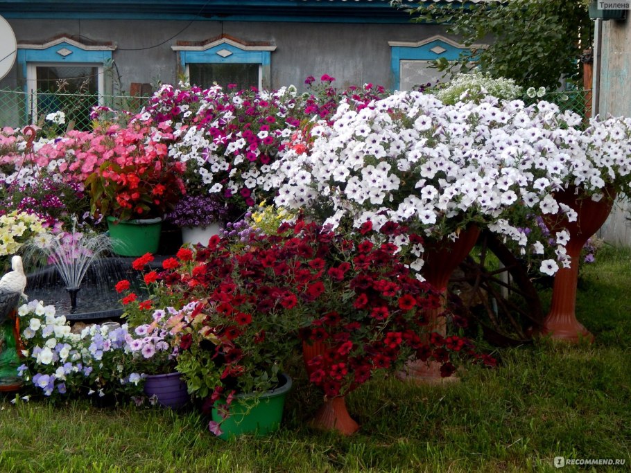 Гвоздика ампельная фото в саду