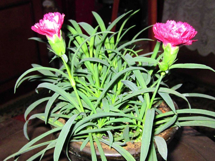 Гвоздика Диантус микс