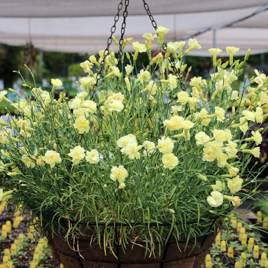 Гвоздика Садовая ампельная