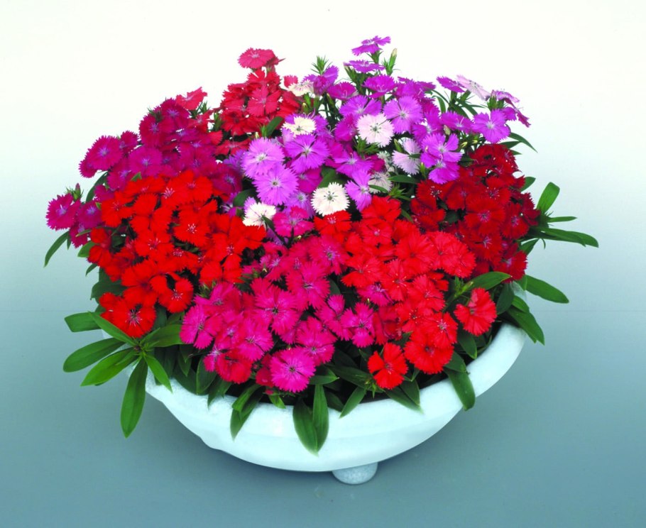 Гвоздика Диана Пикоти микс