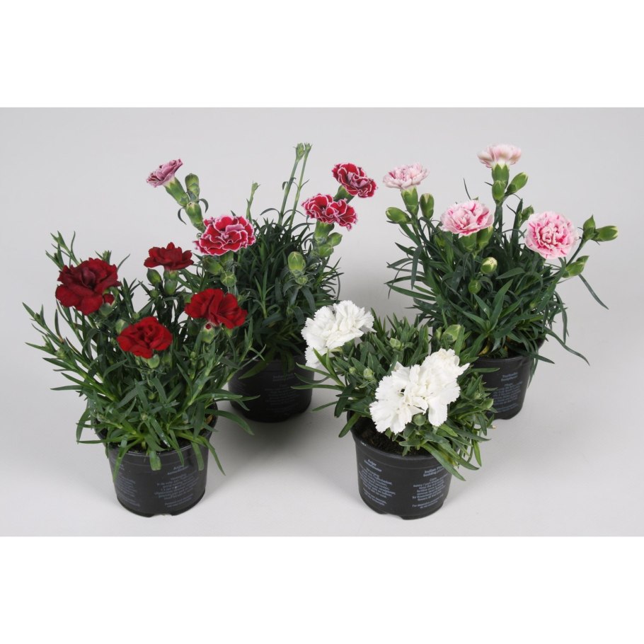 Гвоздика Садовая Лилипот микс