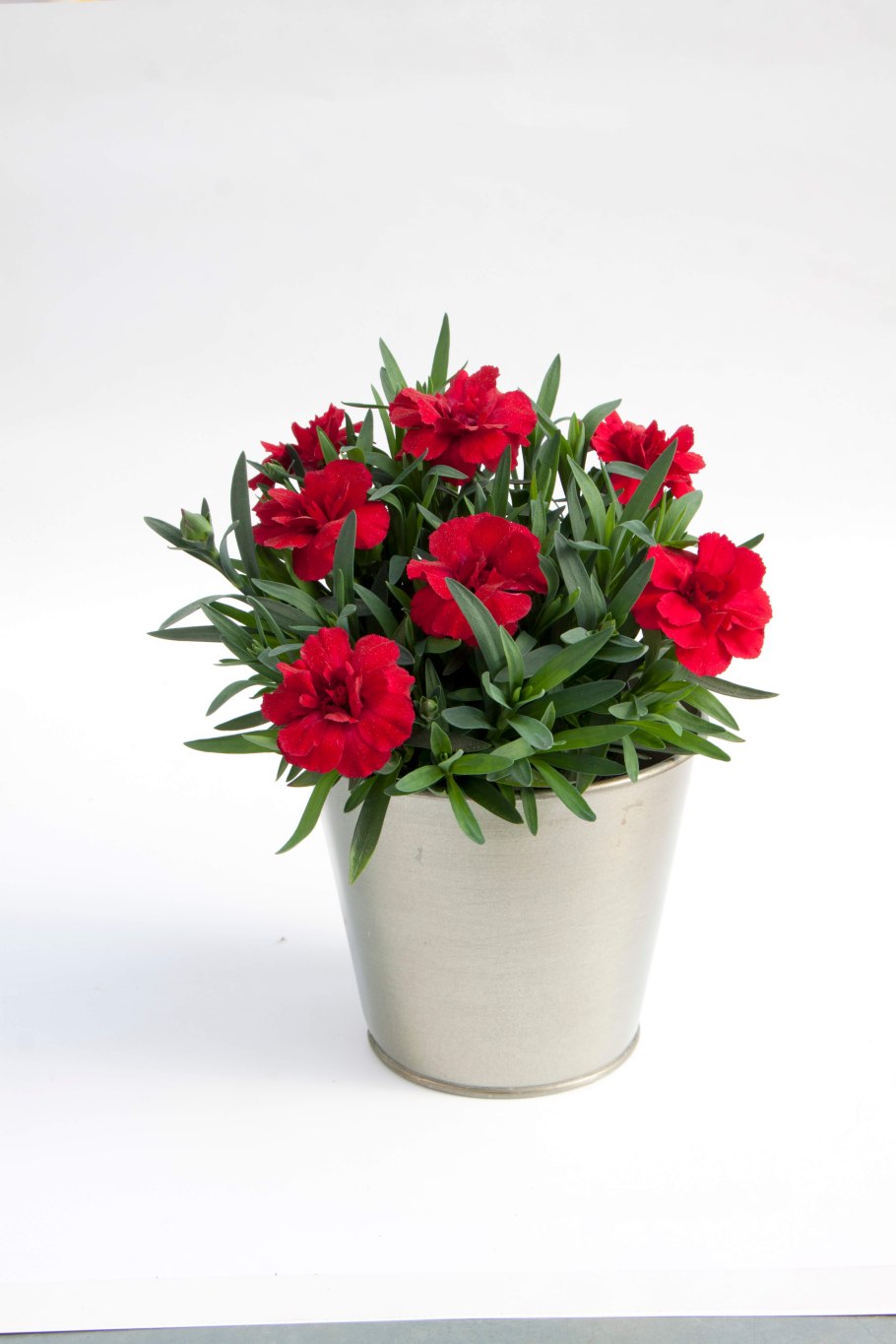 Гвоздика Оскар черри