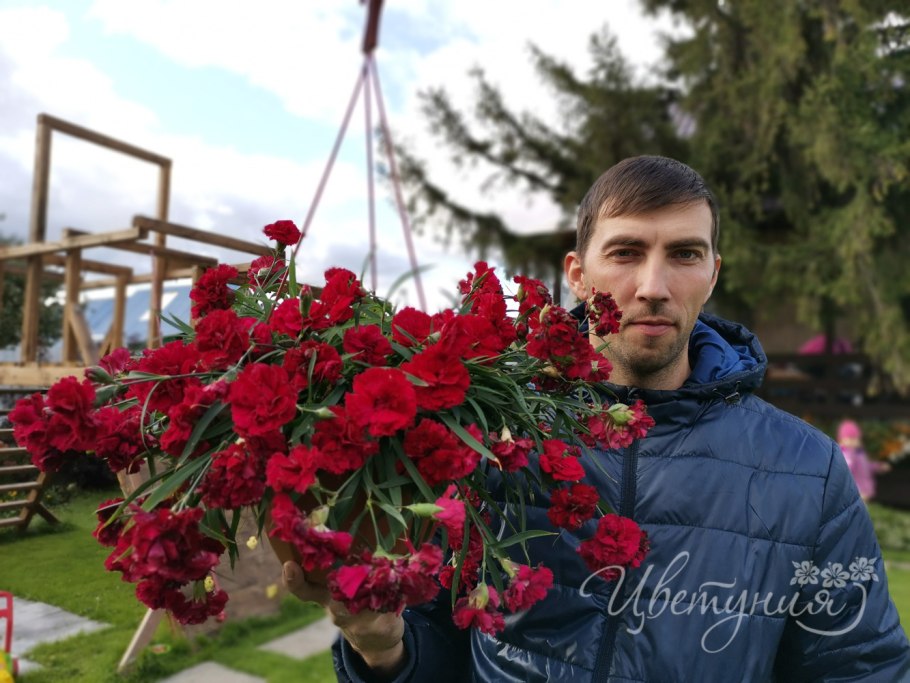 Гвоздика ампельная Тирол