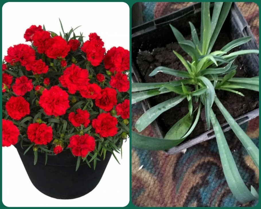 Комнатная гвоздика Диантус