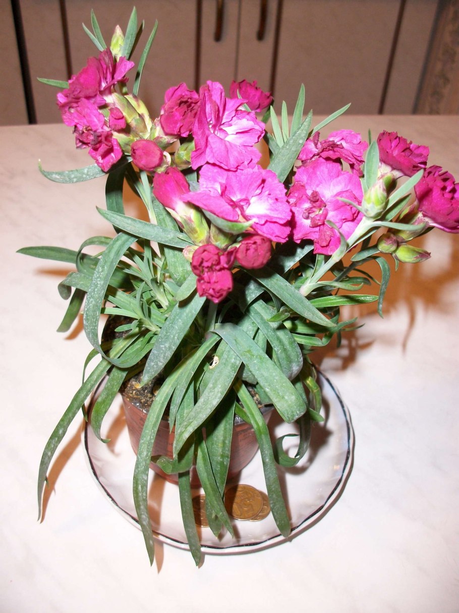 Гвоздика в кашпо