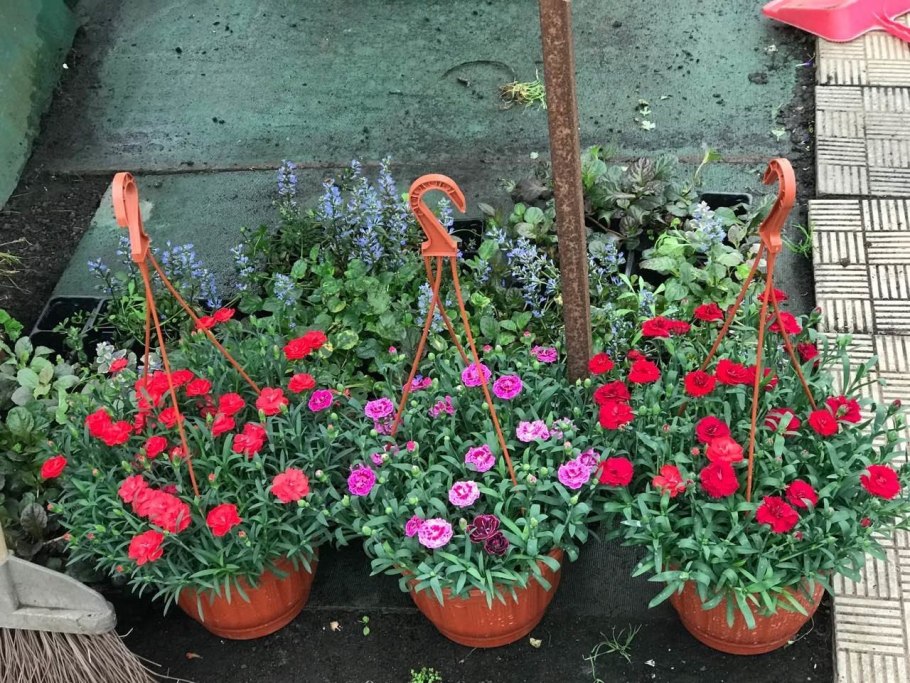 Гвоздика Чиба Кримсон Пикоти