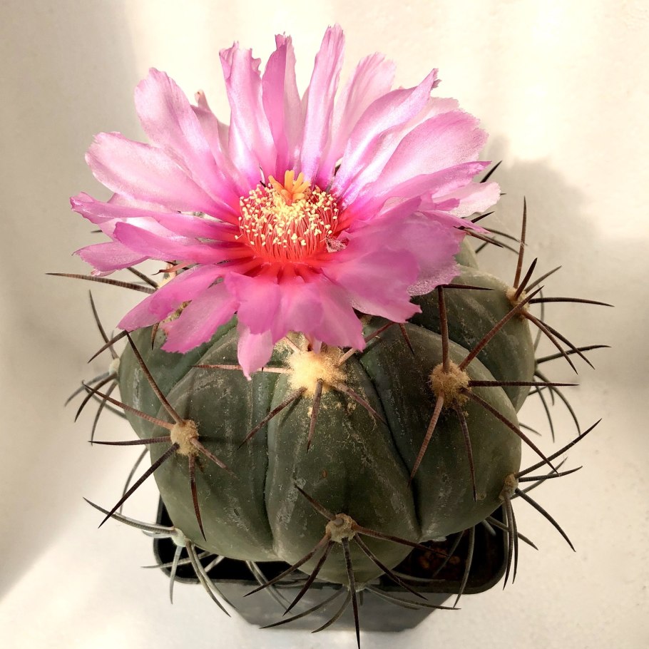 Эхинокактус ежовый Кактус