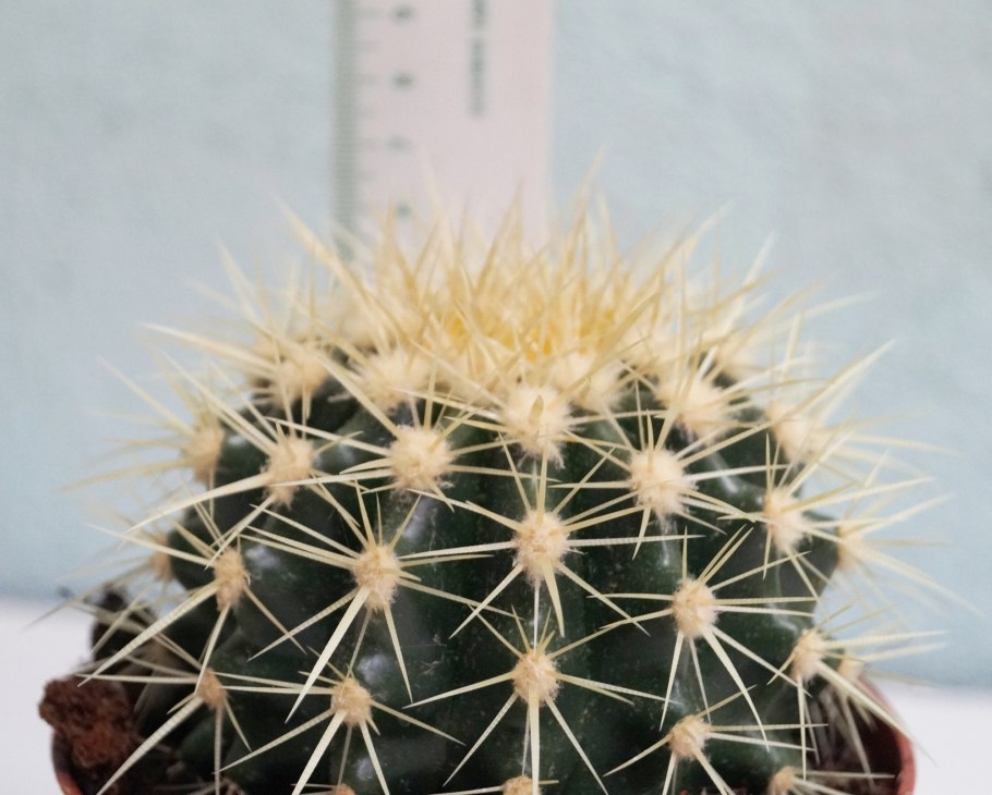 Эхинокактус грузони Интермедиус