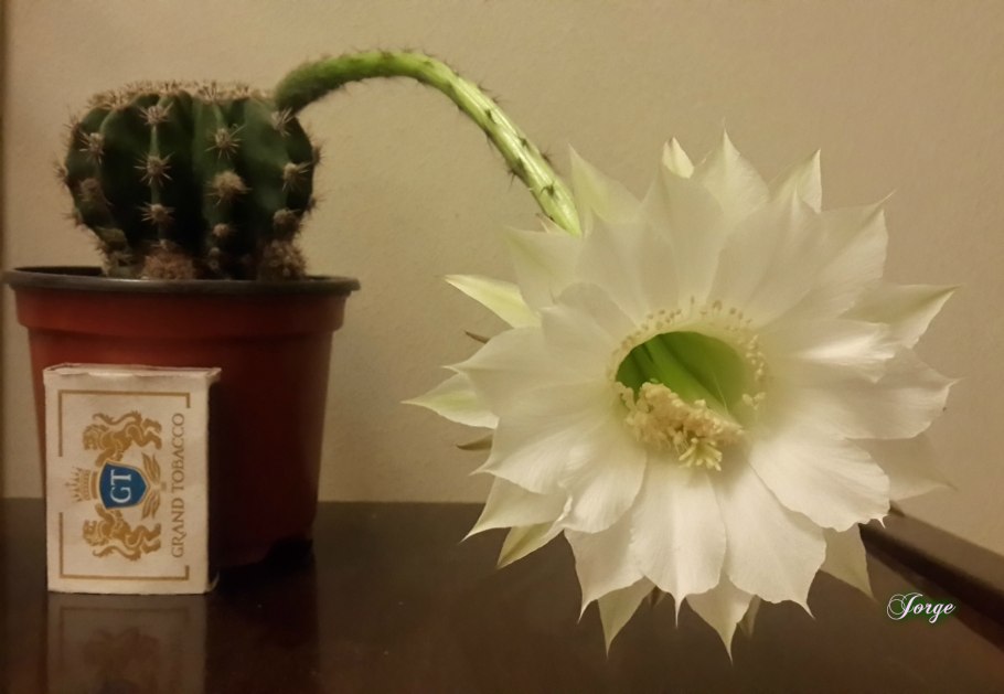 Кактус эхинопсис грузони цветёт ли