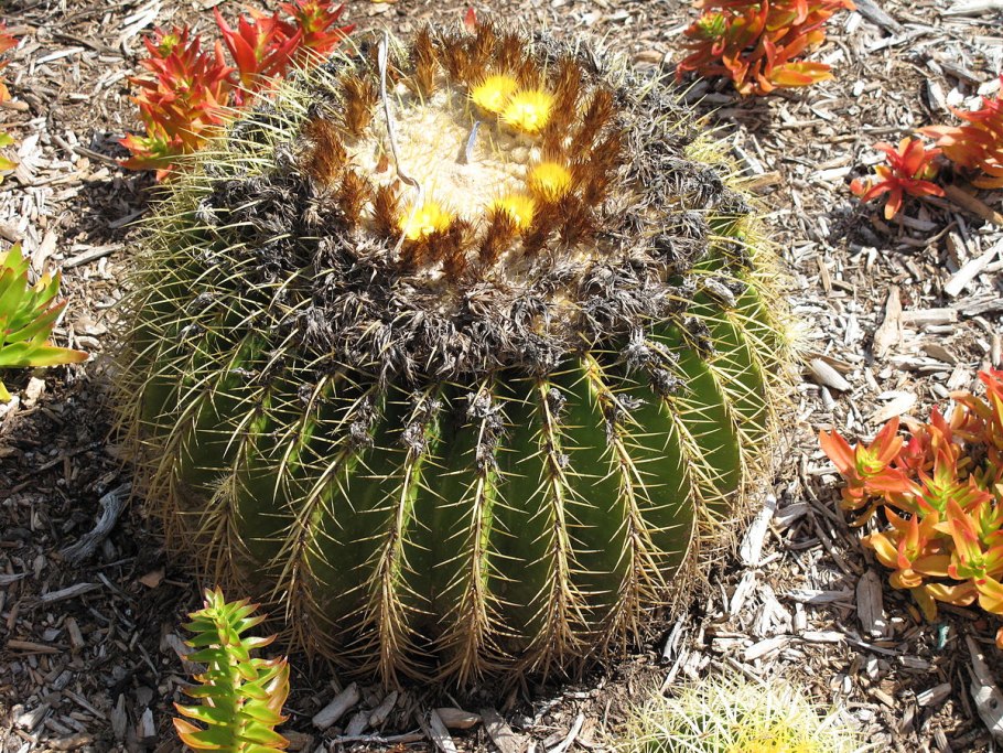 Кактус Золотая бочка