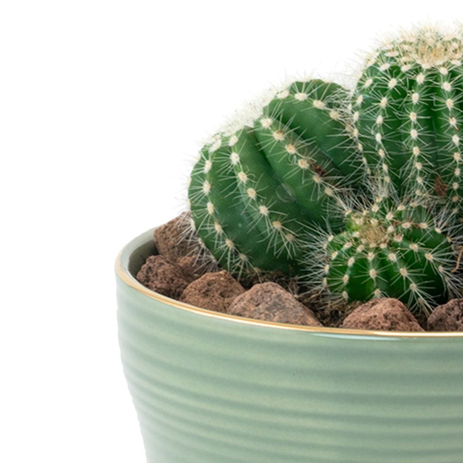 Эхинокактус Магнификус