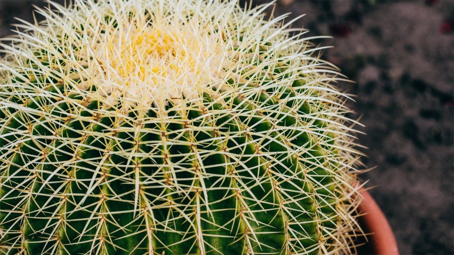 Маммиллярия Эхинокактус грузони